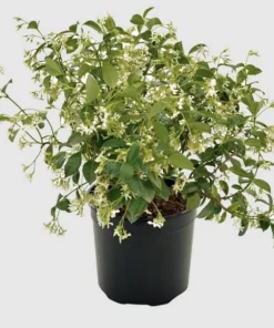 Set of 2 Confederate Jasmine Vine Live Plants, 5-8 Inch Tall, Fragrant White Flowers, Outdoor - Image 7