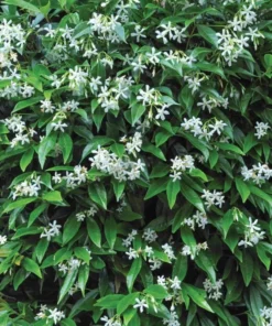 Set of 2 Confederate Jasmine Vine Live Plants, 5-8 Inch Tall, Fragrant White Flowers, Outdoor - Image 8