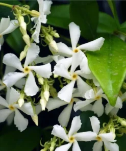 Set of 2 Confederate Jasmine Vine Live Plants, 5-8 Inch Tall, Fragrant White Flowers, Outdoor - Image 9