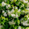 Set of 2 Confederate Jasmine Vine Live Plants, 5-8 Inch Tall, Fragrant White Flowers, Outdoor - Image 1