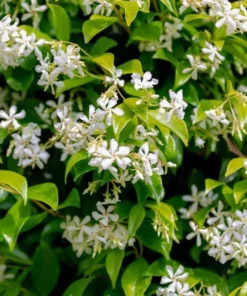 Set of 2 Confederate Jasmine Vine Live Plants, 5-8 Inch Tall, Fragrant White Flowers, Outdoor - Image 1