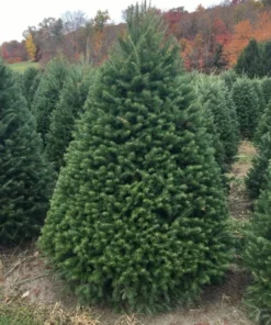 Set of 2 Douglas Fir Live Trees, 3-6 Inch Tall, Potted Evergreen Plants for Holiday & Landscape - Image 2