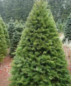 Set of 2 Douglas Fir Live Trees, 3-6 Inch Tall, Potted Evergreen Plants for Holiday & Landscape - Image 4