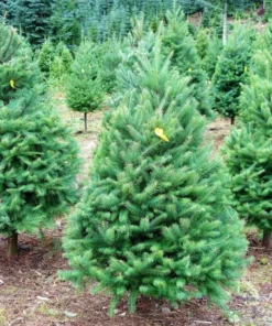 Set of 2 Douglas Fir Live Trees, 3-6 Inch Tall, Potted Evergreen Plants for Holiday & Landscape - Image 5
