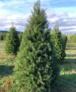 Set of 2 Douglas Fir Live Trees, 3-6 Inch Tall, Potted Evergreen Plants for Holiday & Landscape - Image 6