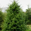 Set of 2 Douglas Fir Live Trees, 3-6 Inch Tall, Potted Evergreen Plants for Holiday & Landscape - Image 1