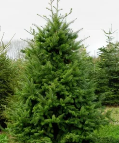 Set of 2 Douglas Fir Live Trees, 3-6 Inch Tall, Potted Evergreen Plants for Holiday & Landscape - Image 1