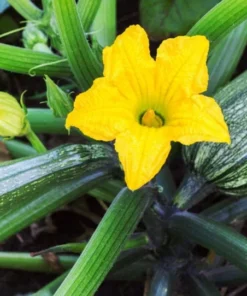 Set of 2 Green Zucchini Live Starter Plants – 3-5 Inch Tall Seedlings - Image 10