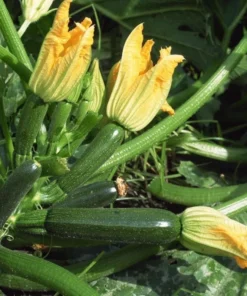 Set of 2 Green Zucchini Live Starter Plants – 3-5 Inch Tall Seedlings - Image 2