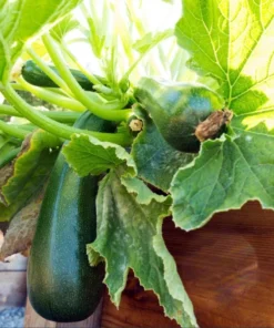 Set of 2 Green Zucchini Live Starter Plants – 3-5 Inch Tall Seedlings - Image 3