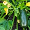 Set of 2 Green Zucchini Live Starter Plants – 3-5 Inch Tall Seedlings - Image 1