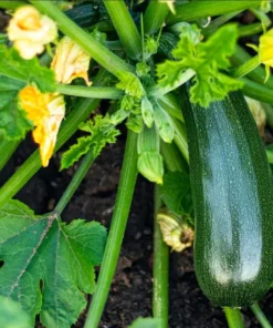 Set of 2 Green Zucchini Live Starter Plants – 3-5 Inch Tall Seedlings - Image 1