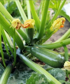 Set of 2 Green Zucchini Live Starter Plants – 3-5 Inch Tall Seedlings - Image 5