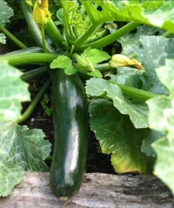 Set of 2 Green Zucchini Live Starter Plants – 3-5 Inch Tall Seedlings - Image 6