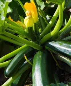 Set of 2 Green Zucchini Live Starter Plants – 3-5 Inch Tall Seedlings - Image 7