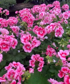 Set of 2 Hardy Geranium Live Plants - Fragrant Bicolor Flowers, 5-8" Tall - Image 2