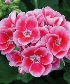 Set of 2 Hardy Geranium Live Plants - Fragrant Bicolor Flowers, 5-8