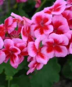 Set of 2 Hardy Geranium Live Plants - Fragrant Bicolor Flowers, 5-8