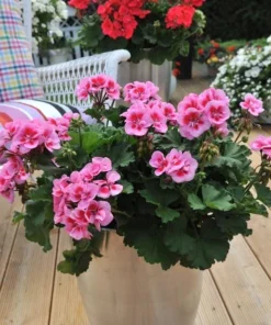 Set of 2 Hardy Geranium Live Plants - Fragrant Bicolor Flowers, 5-8