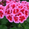 Set of 2 Hardy Geranium Live Plants - Fragrant Bicolor Flowers, 5-8" Tall - Image 1