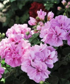 Set of 2 Hardy Geranium Live Plants - Fragrant Lavender Purple Flowers, 5-8" Tall - Image 2