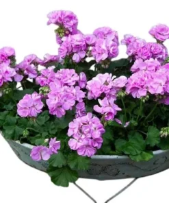 Set of 2 Hardy Geranium Live Plants - Fragrant Lavender Purple Flowers, 5-8