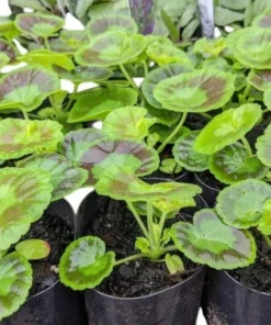 Set of 2 Hardy Geranium Live Plants - Fragrant Lavender Purple Flowers, 5-8