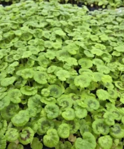 Set of 2 Hardy Geranium Live Plants - Fragrant Lavender Purple Flowers, 5-8