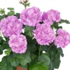 Set of 2 Hardy Geranium Live Plants - Fragrant Lavender Purple Flowers, 5-8" Tall - Image 1