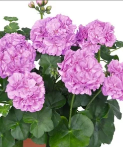 Set of 2 Hardy Geranium Live Plants - Fragrant Lavender Purple Flowers, 5-8" Tall - Image 1