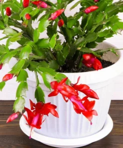 Set of 2 Red Christmas Cactus Live Plants 4 Inch Pot - Holiday Cactus Starter Size 3-5