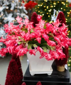 Set of 2 Red Christmas Cactus Live Plants 4 Inch Pot - Holiday Cactus Starter Size 3-5" Tall - Image 2