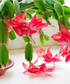 Set of 2 Red Christmas Cactus Live Plants 4 Inch Pot - Holiday Cactus Starter Size 3-5