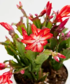 Set of 2 Red Christmas Cactus Live Plants 4 Inch Pot - Holiday Cactus Starter Size 3-5