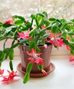 Set of 2 Red Christmas Cactus Live Plants 4 Inch Pot - Holiday Cactus Starter Size 3-5
