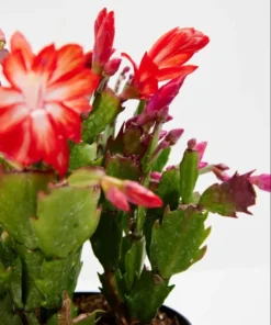 Set of 2 Red Christmas Cactus Live Plants 4 Inch Pot - Holiday Cactus Starter Size 3-5