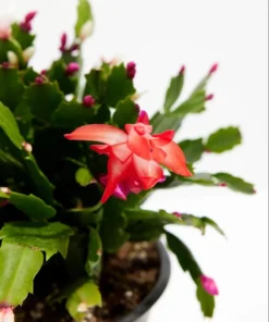 Set of 2 Red Christmas Cactus Live Plants 4 Inch Pot - Holiday Cactus Starter Size 3-5
