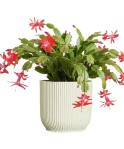 Set of 2 Red Christmas Cactus Live Plants 4 Inch Pot - Holiday Cactus Starter Size 3-5" Tall - Image 1
