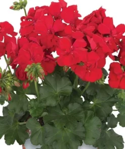 Set of 2 Red Geranium Live Plants - Fragrant Dark Red Flowers, 5-8 Inch Tall - Image 3