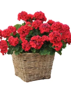 Set of 2 Red Geranium Live Plants - Fragrant Dark Red Flowers, 5-8 Inch Tall - Image 5