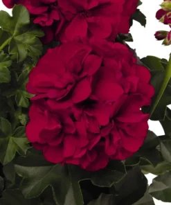 Set of 2 Red Geranium Live Plants - Fragrant Dark Red Flowers, 5-8 Inch Tall - Image 8