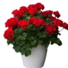 Set of 2 Red Geranium Live Plants - Fragrant Dark Red Flowers, 5-8 Inch Tall - Image 1