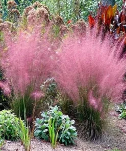 Set of 2 Ruby Muhly Grass Live Plants - Ornamental Grasses 5-8