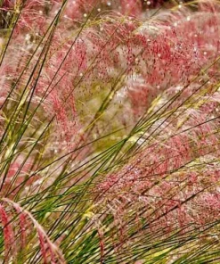 Set of 2 Ruby Muhly Grass Live Plants - Ornamental Grasses 5-8