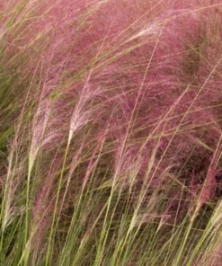 Set of 2 Ruby Muhly Grass Live Plants - Ornamental Grasses 5-8