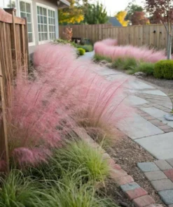 Set of 2 Ruby Muhly Grass Live Plants - Ornamental Grasses 5-8