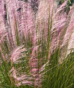 Set of 2 Ruby Muhly Grass Live Plants - Ornamental Grasses 5-8