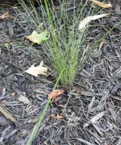 Set of 2 Ruby Muhly Grass Live Plants - Ornamental Grasses 5-8