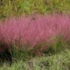 Set of 2 Ruby Muhly Grass Live Plants - Ornamental Grasses 5-8" Tall - Image 1