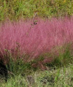Set of 2 Ruby Muhly Grass Live Plants - Ornamental Grasses 5-8" Tall - Image 1